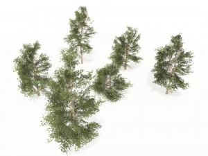 Common Buckthorn trees 3D Model
