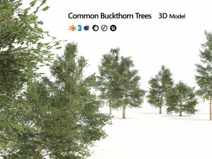 Common Buckthorn trees Model 3D