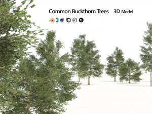 Common Buckthorn trees 3D Model