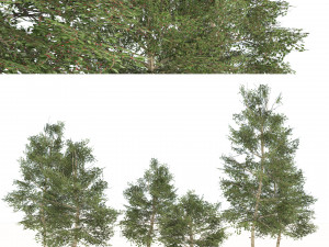 Common Buckthorn trees Model 3D