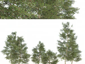 Common Buckthorn trees 3D Model