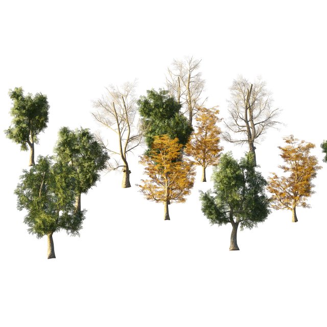 4 season London plane trees 3D Model .c4d .max .obj .3ds .fbx .lwo .lw .lws
