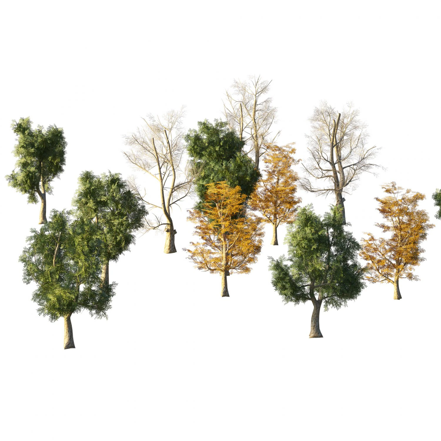 4 season London plane trees 3D Model .c4d .max .obj .3ds .fbx .stl .blend