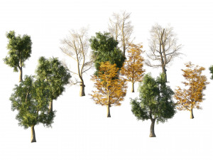 4 season London plane trees 3D Model