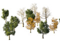 4 season London plane trees Modello 3D