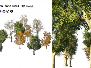 4 season London plane trees 3D Model