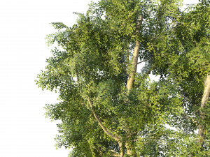 4 season London plane trees 3D-Modell