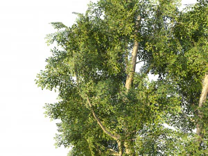 4 season London plane trees 3D Model