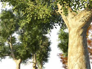4 season London plane trees 3D Model