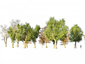 4 season London plane trees 3D Model
