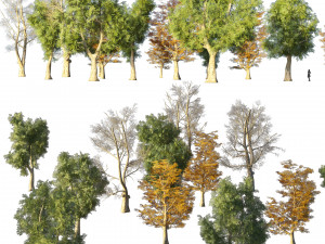 4 season London plane trees 3D-Modell