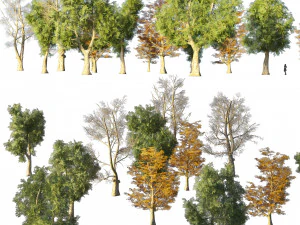4 season London plane trees 3D Model