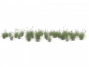 Broadleaf cattail grass cluster Modello 3D