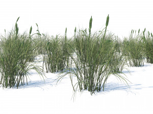 Broadleaf cattail grass cluster Modello 3D