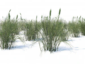 Broadleaf cattail grass cluster 3D Model