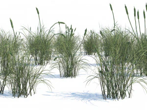 Broadleaf cattail grass cluster 3D Model