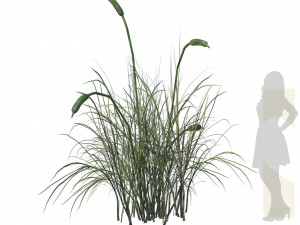 Broadleaf cattail grass cluster Modello 3D