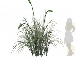 Broadleaf cattail grass cluster 3D Model