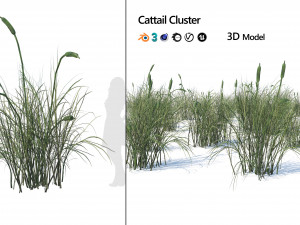 Broadleaf cattail grass cluster Modello 3D