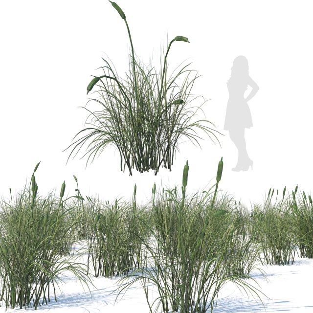 Broadleaf cattail grass cluster 3D Model .c4d .max .obj .3ds .fbx .lwo .lw .lws