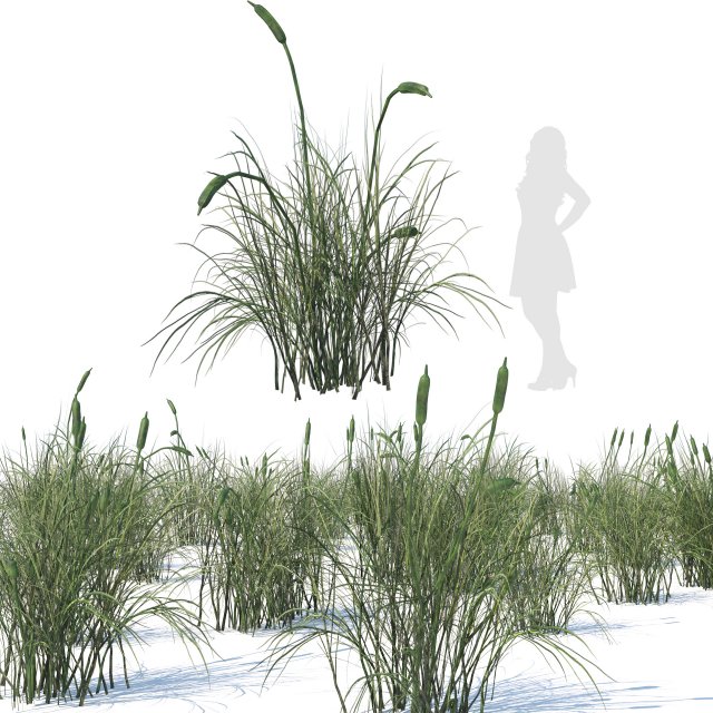 Broadleaf cattail grass cluster Modello 3D .c4d .max .obj .3ds .fbx .stl .blend 