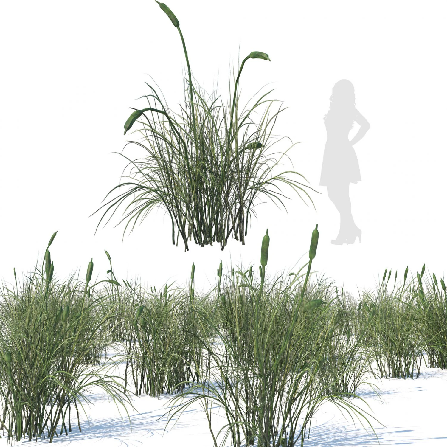 Broadleaf cattail grass cluster 3D Model .c4d .max .obj .3ds .fbx .stl .blend