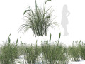 Broadleaf cattail grass cluster Modello 3D