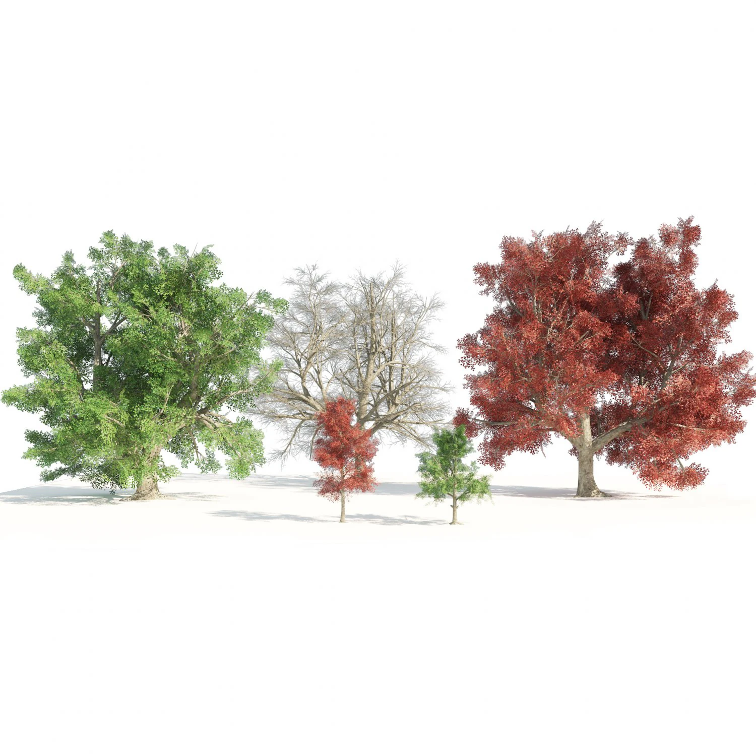 Large and young red maple trees 3D Model .c4d .max .obj .3ds .fbx .stl .blend 