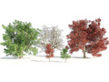 Large and young red maple trees Modello 3D