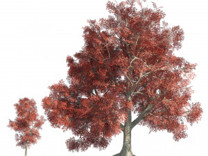 Large and young red maple trees 3D Model