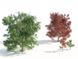 Large and young red maple trees 3D Model