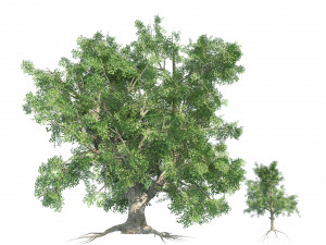 Large and young red maple trees 3D Model