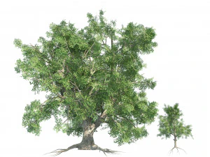Large and young red maple trees 3D Model