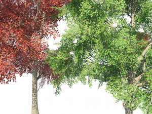 Large and young red maple trees 3D Model