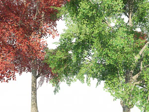 Large and young red maple trees 3D Model