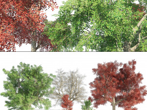 Large and young red maple trees 3D Model