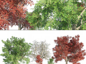 Large and young red maple trees 3D Model