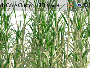 Rigged Switch Cane Cluster 3D Model