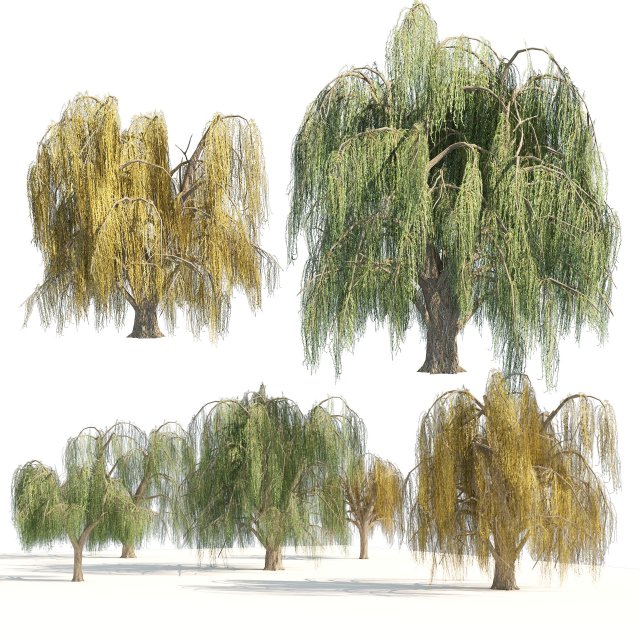 Summer and fall weeping willow trees 3D Model .c4d .max .obj .3ds .fbx .lwo .lw .lws