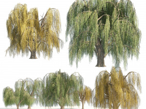 Summer and fall weeping willow trees 3D Model