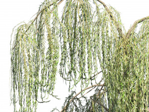 Summer and fall weeping willow trees with free 3D 模型