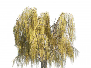 Summer and fall weeping willow trees with free 3D 模型