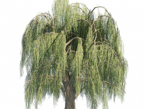 Summer and fall weeping willow trees with free 3D 模型