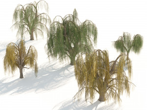 Summer and fall weeping willow trees with free 3D 模型