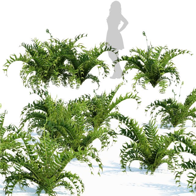 Evergreen fern plants 3D Model .c4d .max .obj .3ds .fbx .lwo .lw .lws