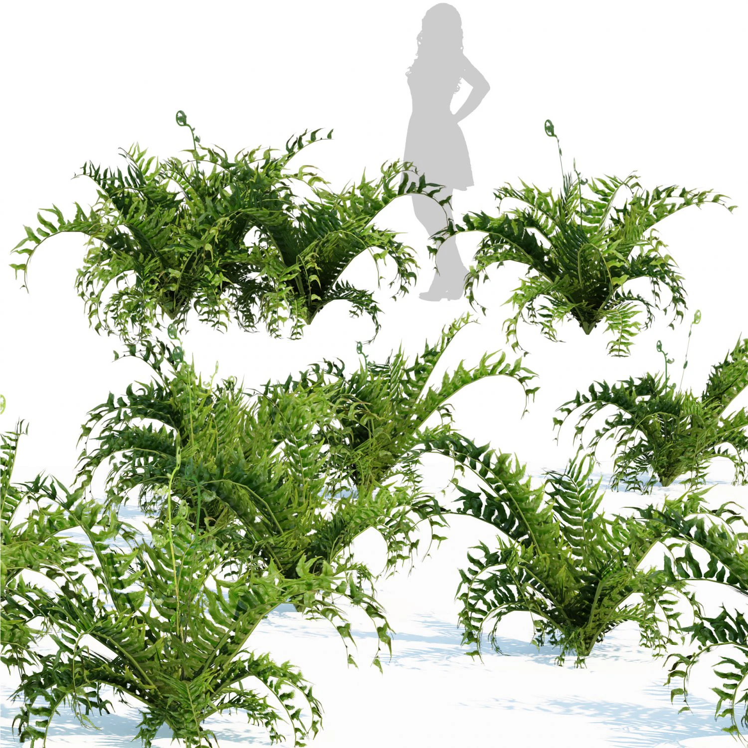 Evergreen fern plants 3D Model .c4d .max .obj .3ds .fbx .stl .blend 