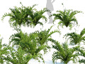 Evergreen fern plants 3D 모델