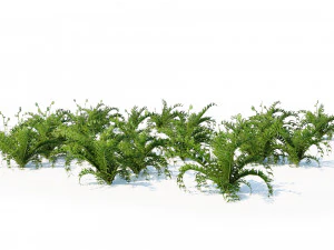 Evergreen fern plants 3D Model