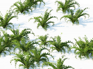 Evergreen fern plants 3Dモデル