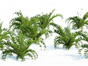 Evergreen fern plants 3D Model